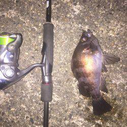 渋いながらも久々コマシなメバル